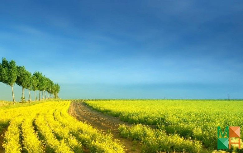 Tranh dán tường Hàn Quốc 3d khổ lớn tại Hà Nội NA - 262